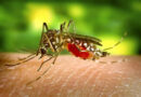 Ministério da Saúde confirma terceira morte por dengue em Alagoas